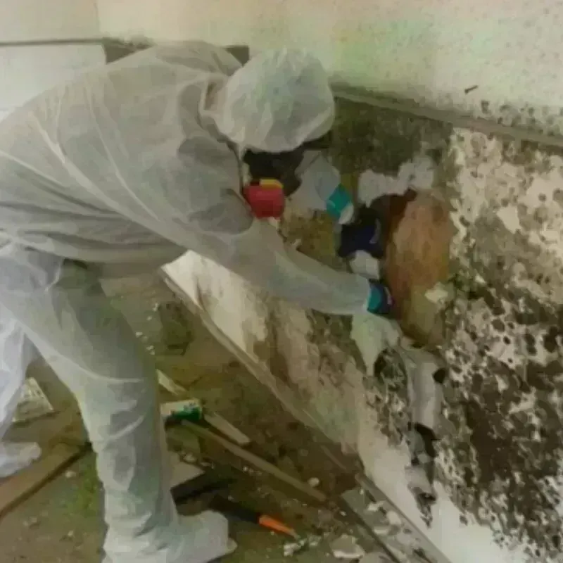 Mold Remediation and Removal in Dunlap, OH